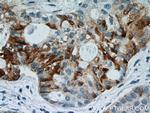 HYAL2 Antibody in Immunohistochemistry (Paraffin) (IHC (P))