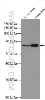 HYAL2 Antibody in Western Blot (WB)