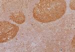 LEF1/TCF1 alpha (Transcription Factor) Antibody in Immunohistochemistry (Paraffin) (IHC (P))