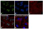 HDAC2 Antibody in Immunocytochemistry (ICC/IF)