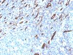 CD31/PECAM-1 Antibody in Immunohistochemistry (Paraffin) (IHC (P))