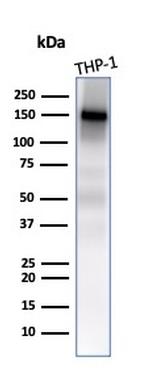 CD31/PECAM-1 Antibody in Western Blot (WB)