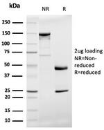 Prohibitin Antibody in SDS-PAGE (SDS-PAGE)