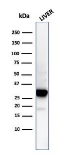 Prohibitin Antibody in Western Blot (WB)