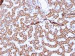 Prohibitin (Mitochondrial Marker) Antibody in Immunohistochemistry (Paraffin) (IHC (P))