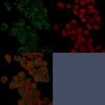 Prohibitin (Mitochondrial Marker) Antibody in Immunocytochemistry (ICC/IF)