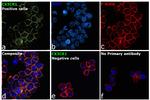 CX3CR1 Antibody