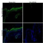 Pan Cytokeratin Antibody in Immunohistochemistry (Paraffin) (IHC (P))