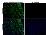 Arginase 1 Antibody in Immunohistochemistry (Paraffin) (IHC (P))