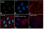 OCT3/4 Antibody in Immunocytochemistry (ICC/IF)