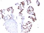 RNA Polymerase II Antibody in Immunohistochemistry (Paraffin) (IHC (P))