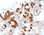 ACTH (Adrenocorticotrophic Hormone) (Pituitary Marker) Antibody in Immunohistochemistry (Paraffin) (IHC (P))