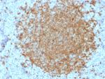 BOB.1 Antibody in Immunohistochemistry (Paraffin) (IHC (P))