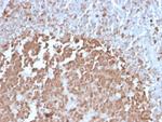 BOB.1 Antibody in Immunohistochemistry (Paraffin) (IHC (P))