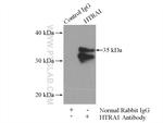 HTRA1 Antibody in Immunoprecipitation (IP)