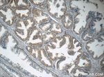 p75NTR Antibody in Immunohistochemistry (Paraffin) (IHC (P))