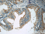 p75NTR Antibody in Immunohistochemistry (Paraffin) (IHC (P))