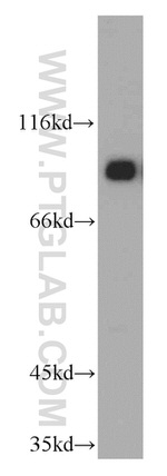 NBS1 Antibody in Western Blot (WB)