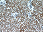 B3GALT6 Antibody in Immunohistochemistry (Paraffin) (IHC (P))