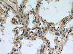 PRKG2 Antibody in Immunohistochemistry (Paraffin) (IHC (P))
