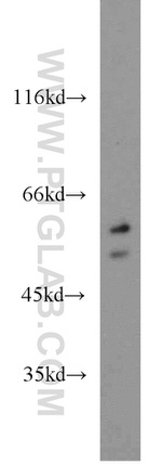 PTBP2 Antibody in Western Blot (WB)