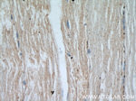 ENO1 Antibody in Immunohistochemistry (Paraffin) (IHC (P))