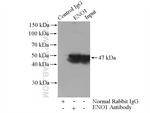 ENO1 Antibody in Immunoprecipitation (IP)