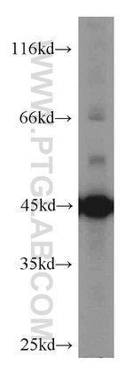 ENO1 Antibody in Western Blot (WB)