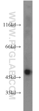 ENO1 Antibody in Western Blot (WB)