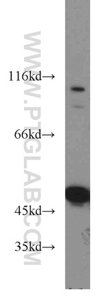 ENO1 Antibody in Western Blot (WB)