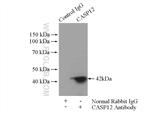 Caspase 12 Antibody in Immunoprecipitation (IP)