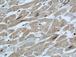 PARVA Antibody in Immunohistochemistry (Paraffin) (IHC (P))