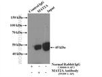 MAT2A Antibody in Immunoprecipitation (IP)