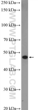 GJC2 Antibody in Western Blot (WB)