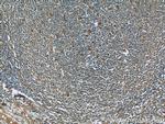 CCR7 Antibody in Immunohistochemistry (Paraffin) (IHC (P))