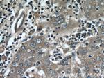 MMP20 Antibody in Immunohistochemistry (Paraffin) (IHC (P))