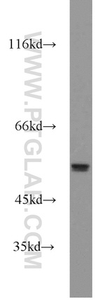 MMP20 Antibody in Western Blot (WB)