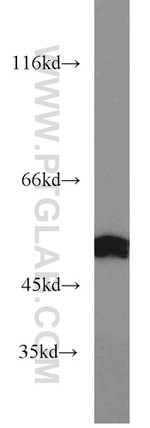 MMP20 Antibody in Western Blot (WB)