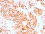 Prolactin Receptor (hPRL Receptor) Antibody in Immunohistochemistry (Paraffin) (IHC (P))