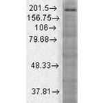 Shank3 Antibody in Western Blot (WB)