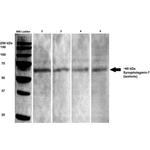 Synaptotagmin-7 Antibody in Western Blot (WB)