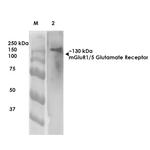 mGluR1/5 Glutamate Receptor Antibody in Western Blot (WB)