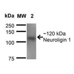 Neuroligin-1 Antibody in Western Blot (WB)