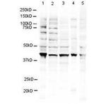 RING1B Antibody in Western Blot (WB)