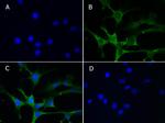 Aldh1l1 Antibody in Immunocytochemistry (ICC/IF)