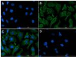 Aldh1l1 Antibody in Immunocytochemistry (ICC/IF)