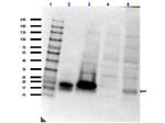 hCG alpha chain Antibody in Western Blot (WB)