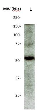 Phospho-CamKII (Thr286) Antibody in Western Blot (WB)