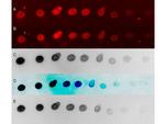 Human Serum Albumin Antibody in Dot Blot (DB)