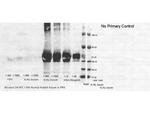 Human Serum Albumin Antibody in Western Blot (WB)